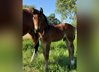 Schweres Warmblut, Hengst, Fohlen (06/2024), Brauner