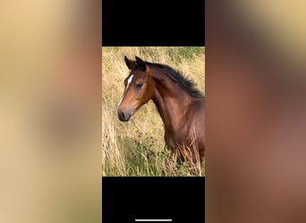 Schweres Warmblut, Hengst, Fohlen (02/2025), Brauner