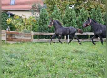 Schweres Warmblut, Hengst, Fohlen (04/2025), Rappe