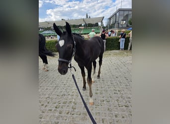 Schweres Warmblut, Hengst, Fohlen (03/2026), Rappe