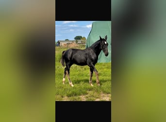 Schweres Warmblut, Hengst, Fohlen (03/2025), Rappe