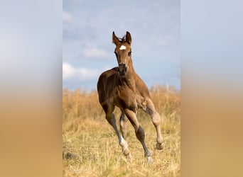 Schweres Warmblut, Hengst, Fohlen (05/2026), Rappe