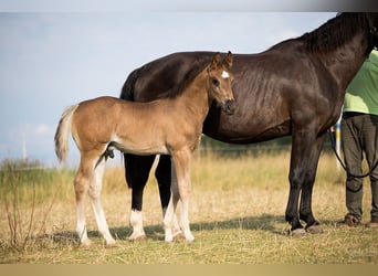 Schweres Warmblut, Hengst, Fohlen (05/2026), Rappe
