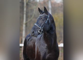 Schweres Warmblut, Hengst, 8 Jahre, 166 cm, Rappe