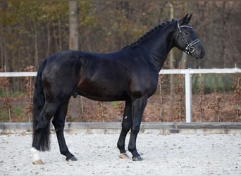 Schweres Warmblut, Hengst, 8 Jahre, 166 cm, Rappe