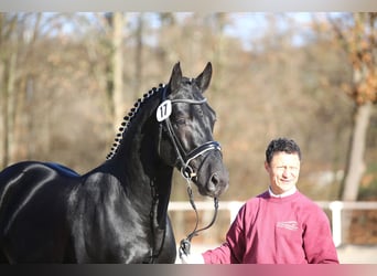 Schweres Warmblut, Hengst, 5 Jahre, 166 cm, Rappe
