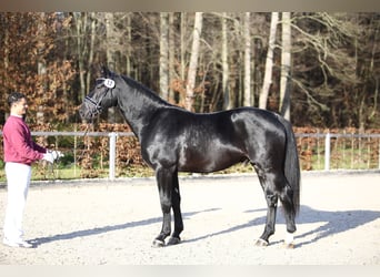 Schweres Warmblut, Hengst, 5 Jahre, 166 cm, Rappe