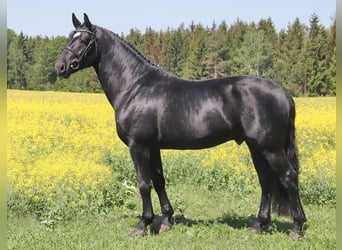 Schweres Warmblut, Hengst, 12 Jahre, 166 cm, Rappe