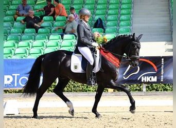 Schweres Warmblut, Hengst, 6 Jahre, 164 cm, Rappe