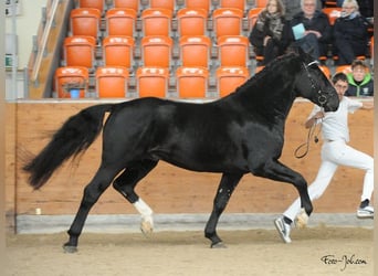 Schweres Warmblut, Hengst, 12 Jahre, 169 cm, Rappe