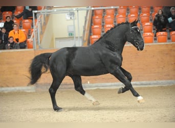 Schweres Warmblut, Hengst, 12 Jahre, 169 cm, Rappe