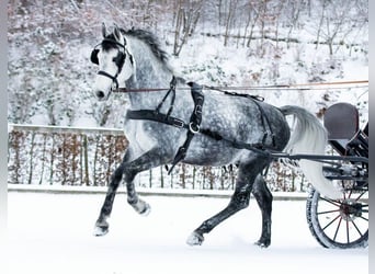 Schweres Warmblut, Hengst, 9 Jahre, 161 cm, Schimmel