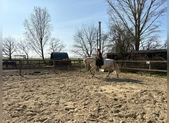 Schweres Warmblut Mix, Klacz, 10 lat, 152 cm, Siwa