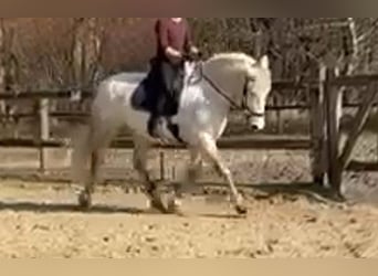 Schweres Warmblut Mix, Klacz, 10 lat, 152 cm, Siwa