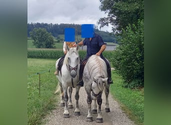 Schweres Warmblut, Klacz, 11 lat, Siwa