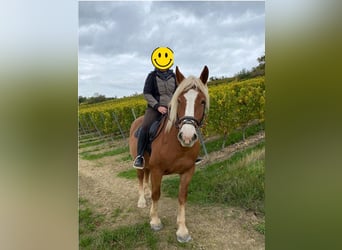 Schweres Warmblut, Klacz, 13 lat, 165 cm, Kasztanowata