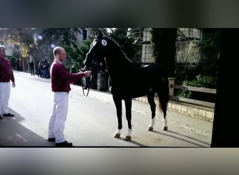 Schweres Warmblut, Klacz, 14 lat, 165 cm, Siwa