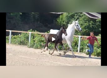 Schweres Warmblut, Klacz, 14 lat, 165 cm, Siwa