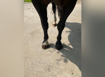 Schweres Warmblut, Klacz, 14 lat, 168 cm, Kara