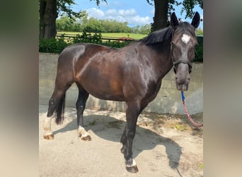Schweres Warmblut, Klacz, 14 lat, 168 cm, Kara