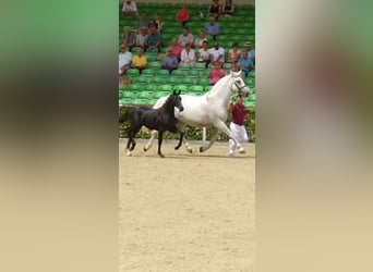 Schweres Warmblut, Klacz, 16 lat, 168 cm, Siwa