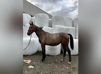 Schweres Warmblut, Klacz, 1 Rok, 155 cm, Siwa