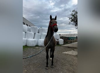 Schweres Warmblut Mix, Klacz, 1 Rok, 155 cm, Siwa