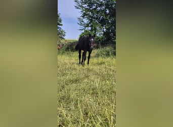 Schweres Warmblut, Klacz, 1 Rok, 168 cm, Skarogniada