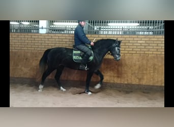 Schweres Warmblut, Klacz, 3 lat, 160 cm, Siwa