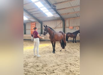 Schweres Warmblut, Klacz, 3 lat, 162 cm, Gniada