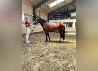Schweres Warmblut, Klacz, 3 lat, 162 cm, Gniada