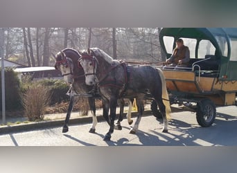 Schweres Warmblut, Klacz, 3 lat, 162 cm, Siwa