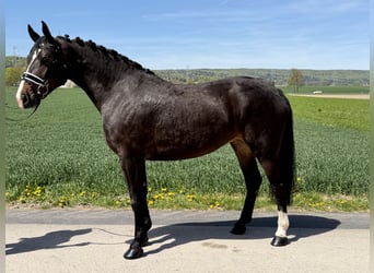Schweres Warmblut, Klacz, 3 lat, 164 cm, Ciemnogniada