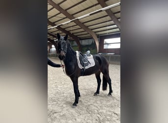 Schweres Warmblut, Klacz, 3 lat, 165 cm, Ciemnogniada