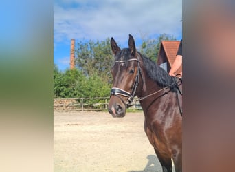 Schweres Warmblut, Klacz, 3 lat, 165 cm, Ciemnogniada
