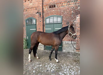 Schweres Warmblut, Klacz, 3 lat, 165 cm, Gniada