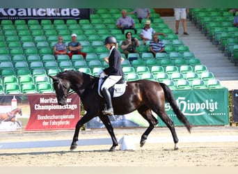 Schweres Warmblut, Klacz, 3 lat, 165 cm, Kara