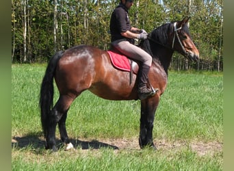 Schweres Warmblut Mix, Klacz, 4 lat, 158 cm, Ciemnogniada