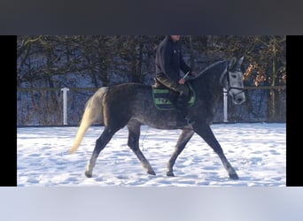 Schweres Warmblut, Klacz, 4 lat, 164 cm, Siwa