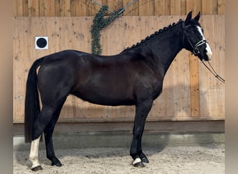 Schweres Warmblut, Klacz, 4 lat, 165 cm, Kara