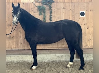 Schweres Warmblut, Klacz, 4 lat, 166 cm, Karosiwa