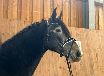 Schweres Warmblut, Klacz, 4 lat, 166 cm, Karosiwa