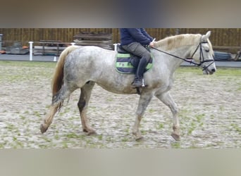 Schweres Warmblut, Klacz, 5 lat, 165 cm, Siwa