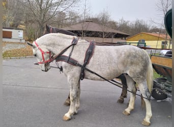 Schweres Warmblut, Klacz, 5 lat, 165 cm, Siwa