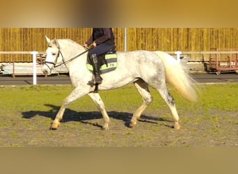 Schweres Warmblut, Klacz, 5 lat, 165 cm, Siwa