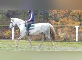 Schweres Warmblut, Klacz, 5 lat, 165 cm, Siwa