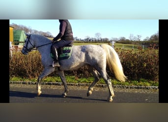Schweres Warmblut, Klacz, 5 lat, 165 cm, Siwa