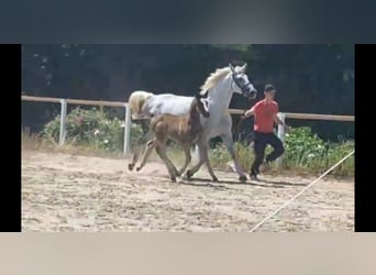 Schweres Warmblut, Klacz, 5 lat, 166 cm, Siwa