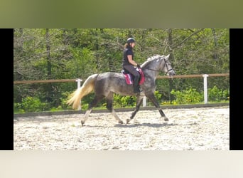 Schweres Warmblut, Klacz, 5 lat, 166 cm, Siwa