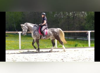 Schweres Warmblut, Klacz, 5 lat, 166 cm, Siwa